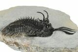 Short Trident Walliserops Trilobite - Timrzit, Morocco #179519-1